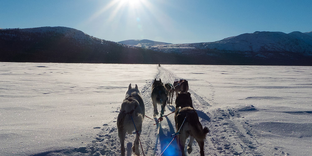 Dogs pulling a sled across the snow towards the hills