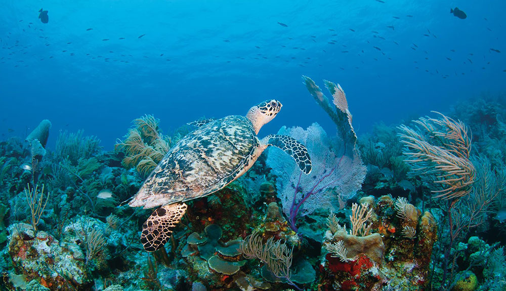 Underwater shot of sea turtle swimming towards the surface as he passes by beautiful coral