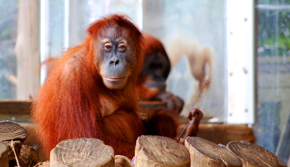 A Sumatran orangutan at the Toronto Zoo, in Toronto, Ontario