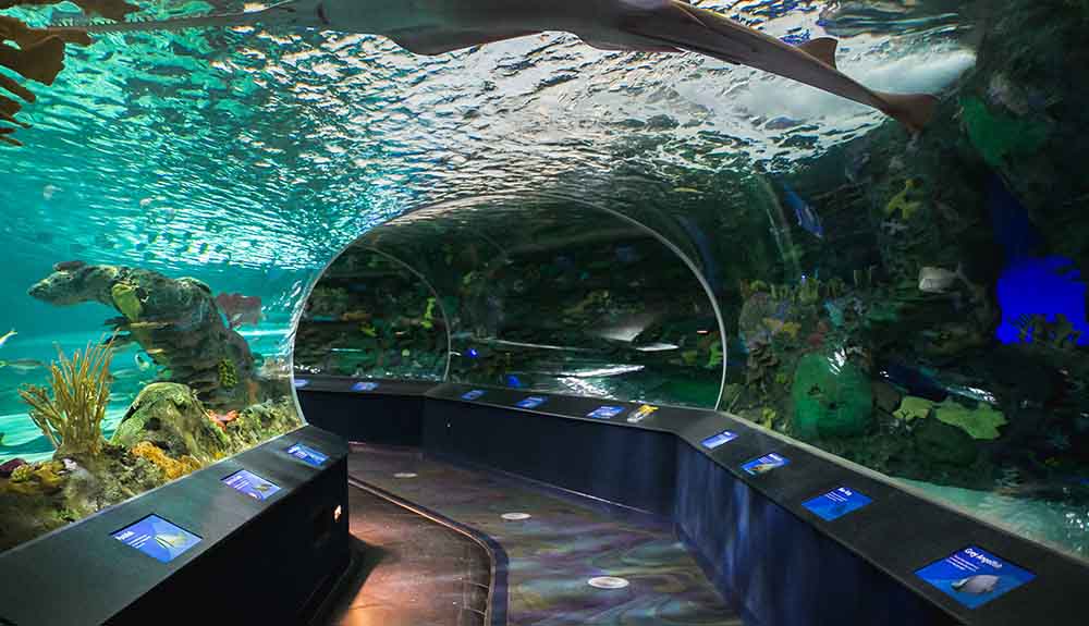 Walking through a glass tunnel while fish swim overhead, at Ripley's Aquarium in Toronto, Ontario.