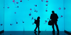 Jellyfish swim in a large aquarium at Ripley's Aquarium in Toronto, Ontario