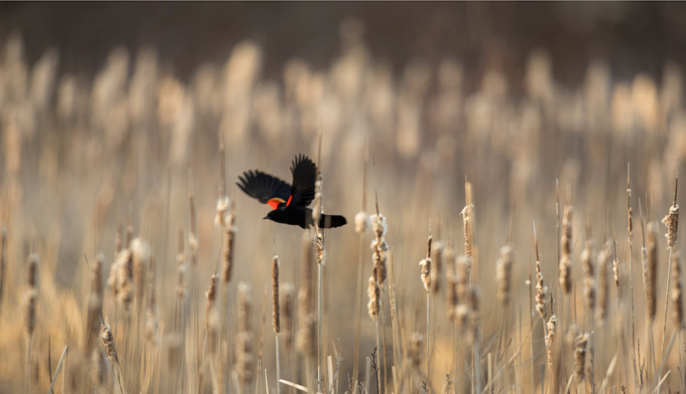A black bird with a stripe of red on its wings flies low in the Kawarthas Northumerland region of Ontario.
