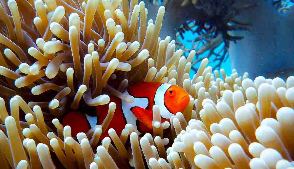 A clownfish swims in coral