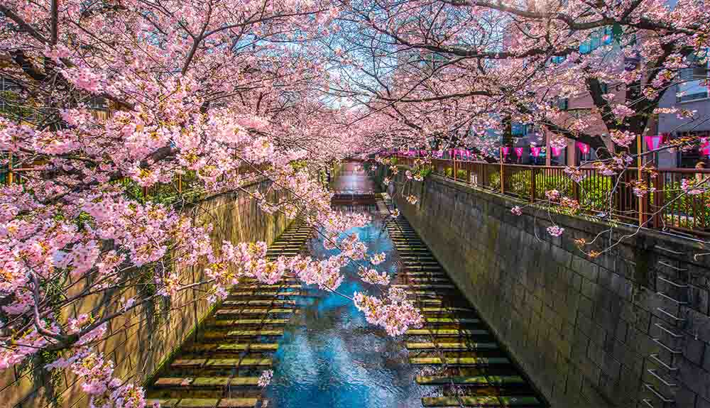 Cherry blossoms are shown in a park with a stream running down the centre