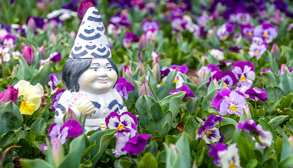 A garden gnome is shown in a field of purple flowers