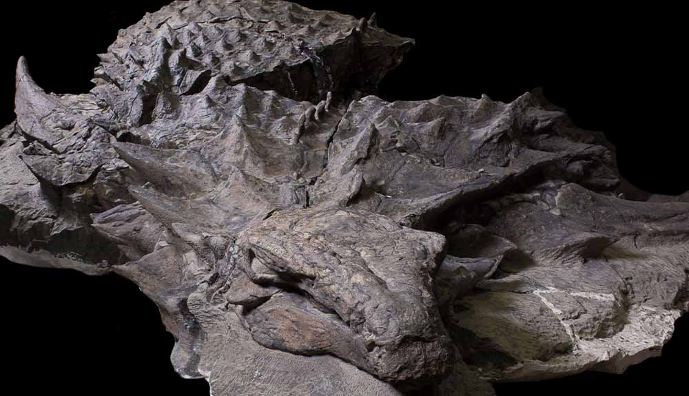 A dinosaur fossil from the Royal Tyrrell Museum in Drumheller, Alberta is shown