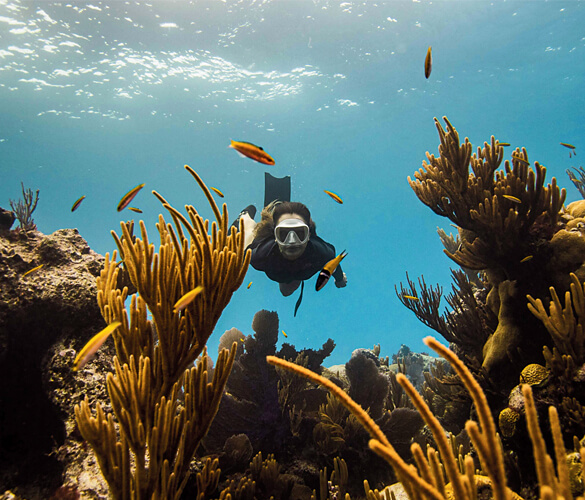 Someone snorkeling towards brown and orange coral in bright blue water, with a few fish surrounding them.