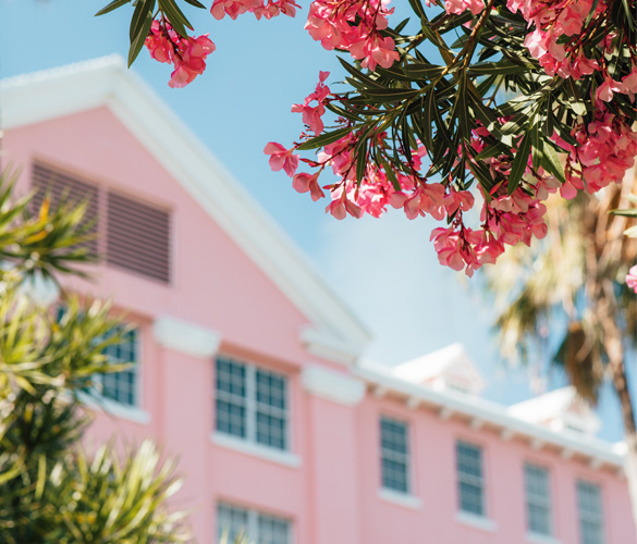 A view of a pink building between bushes with pink flowers on them.