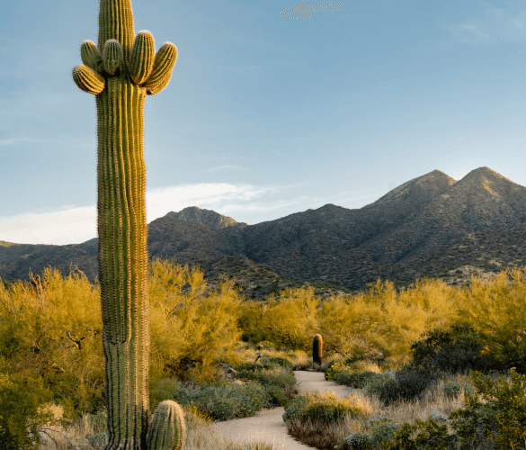 A desert; at the forefront of the image is a tall, green cactus. The ground is sandy and there are dry, yellow bushes scattered around. In the background there are dark brown mountains.