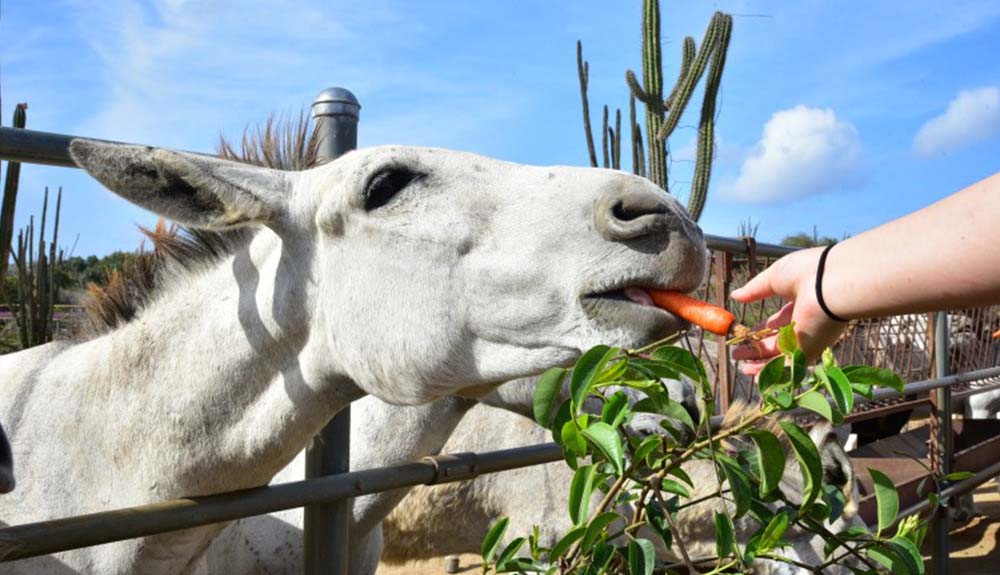 Donkey being fed a carrot by a human hand in Aruba