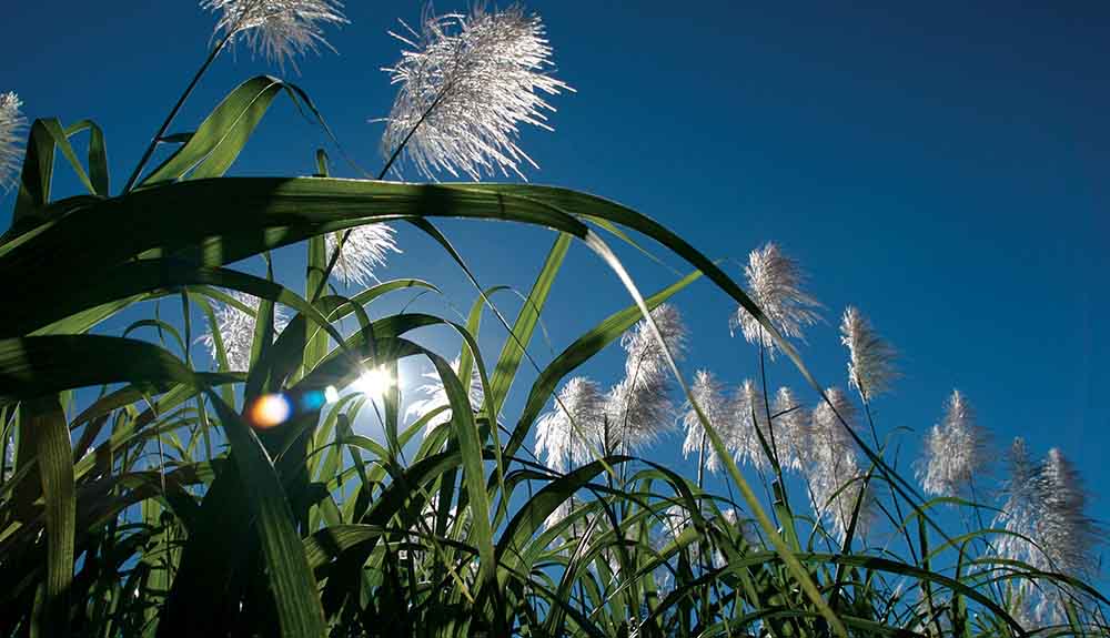 Close up view of the fields from a 350-year-old plantation house