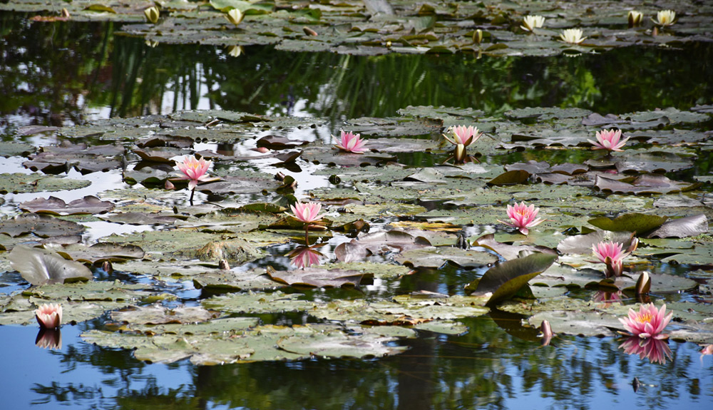 Monet’s Garden, France