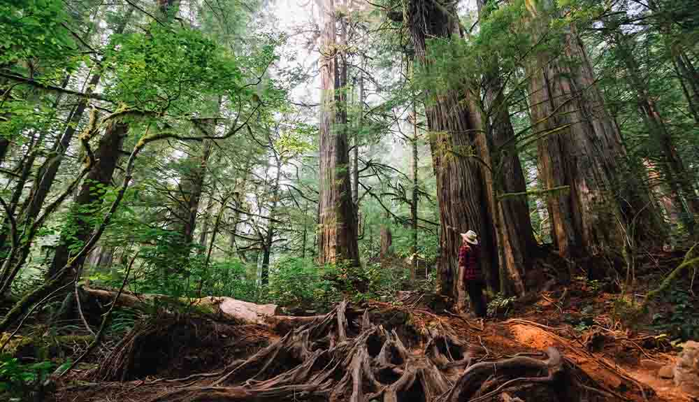 A lone person wearing a red and black checkered shirt, black pants and a light-coloured fedora is standing and looking up at some very tall trees. On the ground, there are a mass of criss crossing roots.