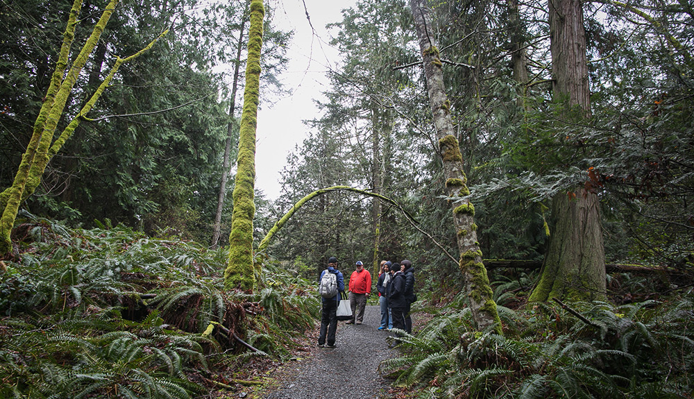 Four people in warm hiking attire walk on a path through the tall, mossy trees in Moorcroft Region Park