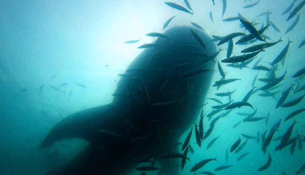 A whale shark swimming amongst fish underwater
