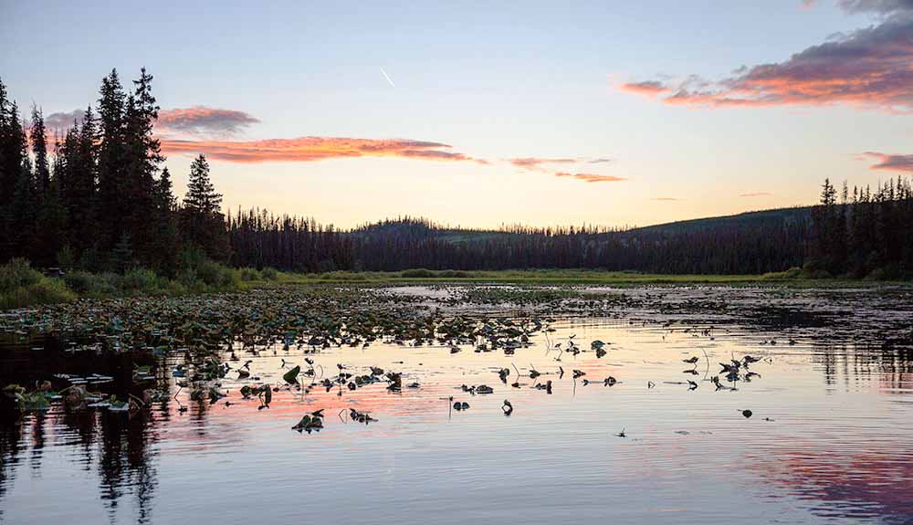 A beautiful landscape of a lake with ducks swimming calmly at dusk
