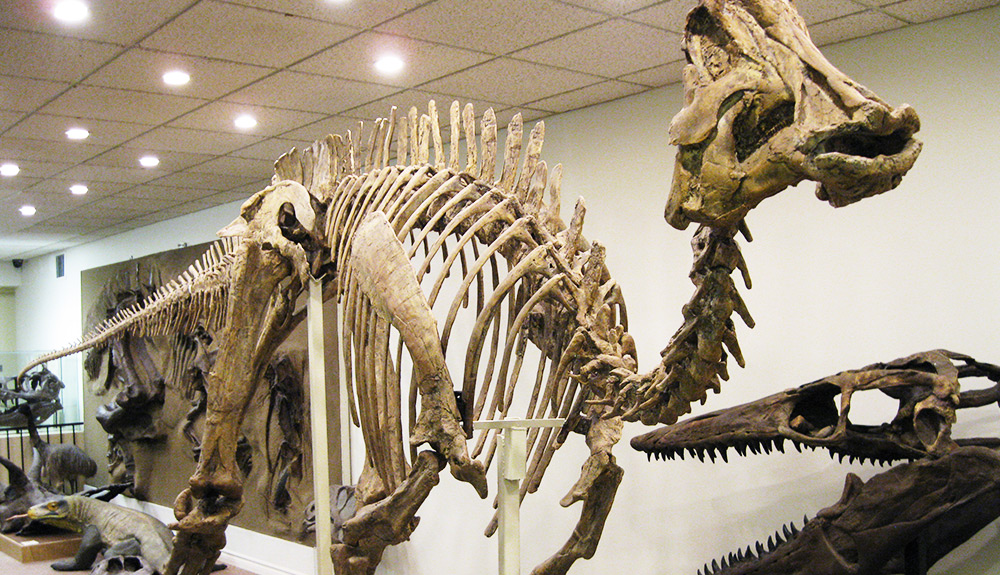A recreation of a dinosaur skeleton is seen at the Stones 'N Bones Museum