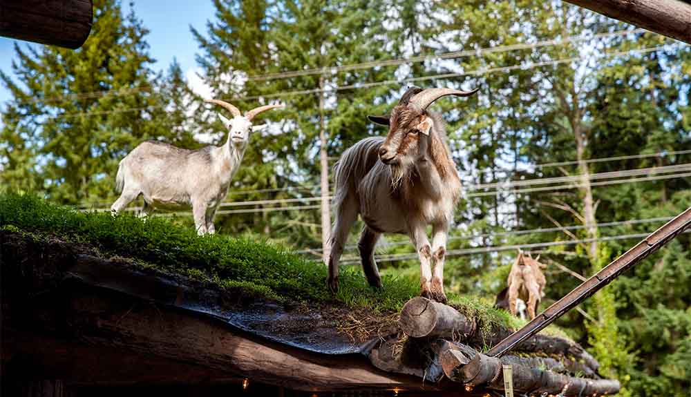 Two goats, one that is brown and white and the second one in the background that is mostly white, standing on a grassy hill with trees behind them.