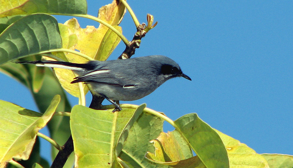 A black bird sits atop green foliage in Buenos Aires