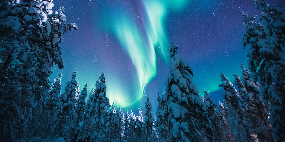 A winter night shot of snow-covered trees and the beautiful northern lights as seen from Finland