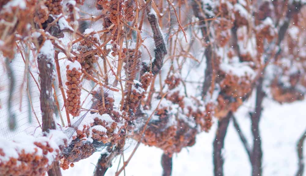 A close up of dark brown grapes on a bare vines. Some bunches of grapes have snow on them. 