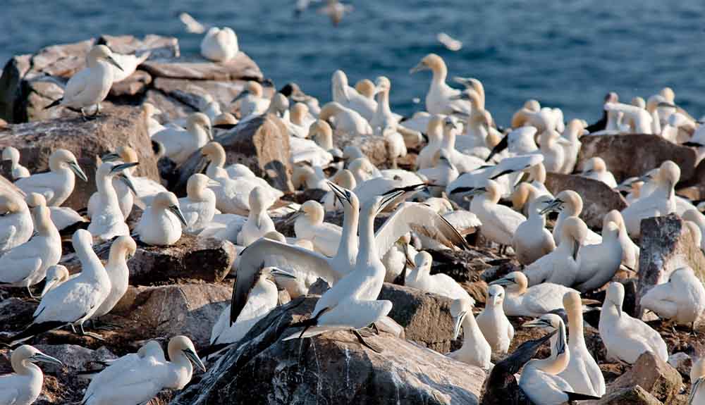 A close up of seabirds called gannets, perched on rocks. Some are just sitting, others are looking up at the sky. There is dark blue water in the background.