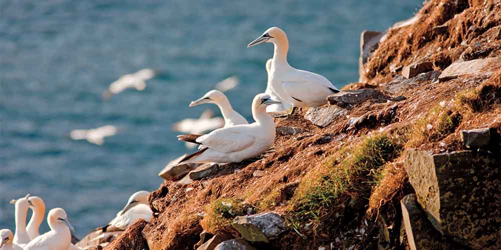 A close up of three seabirds called gannets with white features and grey eyes and beaks, perched on a rocky hill with bits of brown grass and rocks. There is dark blue water in the background.