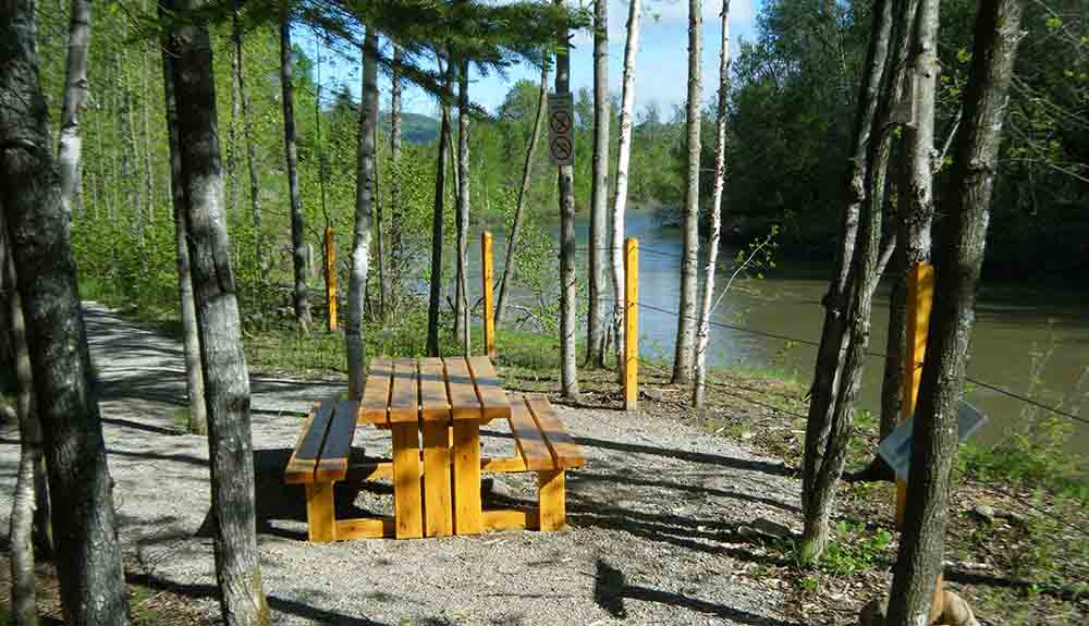 A wooden picnic bench stands alone in a forest of skinny trees by a river