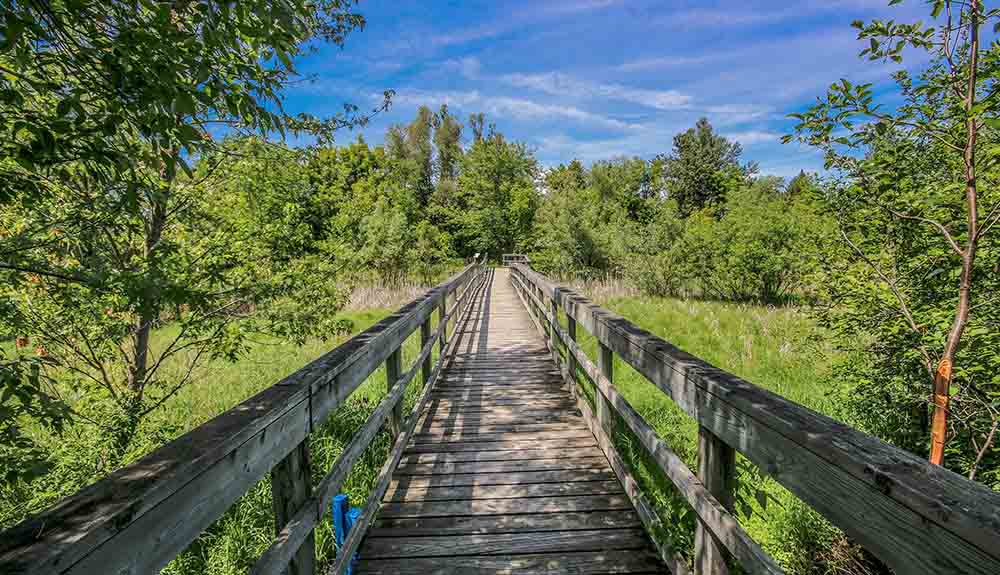 A wooden bridge on the Caledon Trailway in Ontario