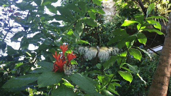 A butterfly flies through beautiful green foliage with a red flower