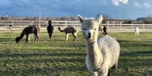 A close up of a white alpaca staring at the camera, with other alpacas in the background eating and standing in the grass in a fenced in area.