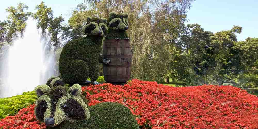 Two large topiaries of raccoons. One raccoon is perched inside a barrel, while a second raccoon is squatting next to it. In front of them is a patch of red flowers, and a third raccoon that is lying on the ground and looking right at the camera. Behind them are tall, leafy trees. 