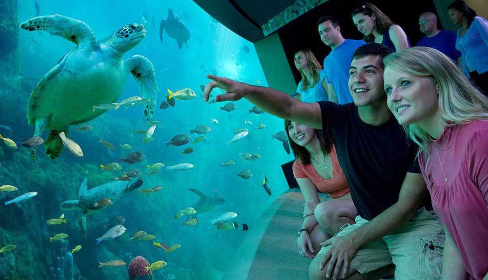 Tourists point and enjoy sea turtles in a wall-sized aquarium