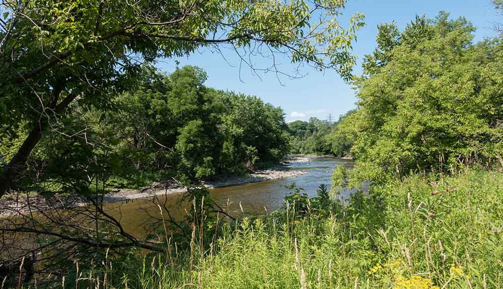 Tall grass, bushes and trees surround the Humber river