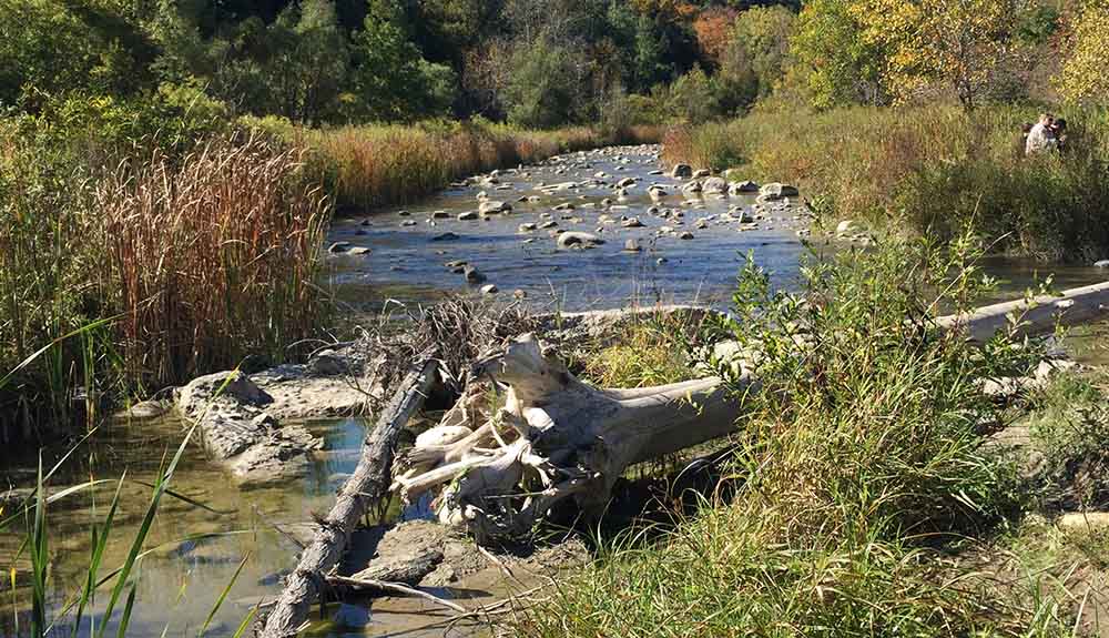 Fallen thin tree, big and small rocks in river with grass along the side at Rouge Park