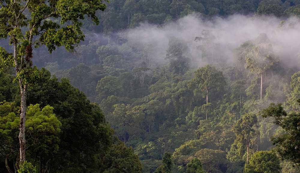 A view of treetops in the Kafa Biosphere Reserve in Ethiopia