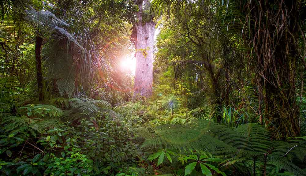 Tropical foliage surrounds a naturally lit unique tree in New Zealand