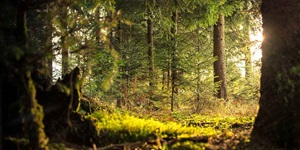 View of many trees in a forest with the sunlight illuminating it all