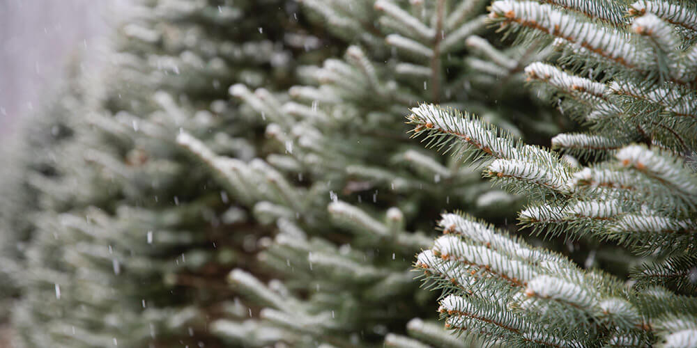 Close up view of snowy pines on a fresh Christmas tree