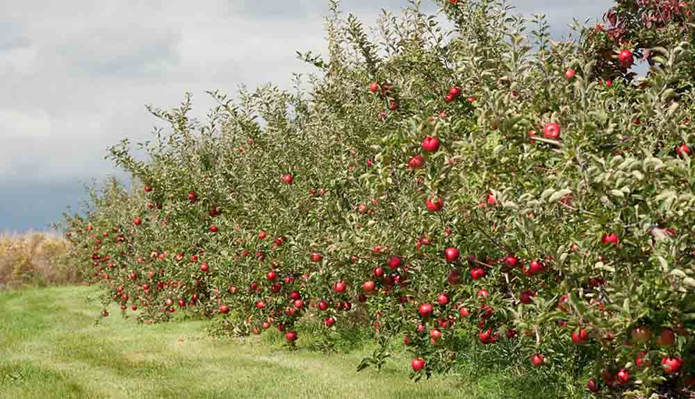 A row of apple trees with ripe red apples