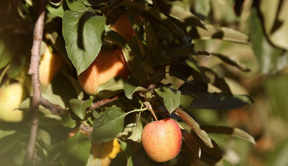 Two apples hanging from the branch of an apple tree
