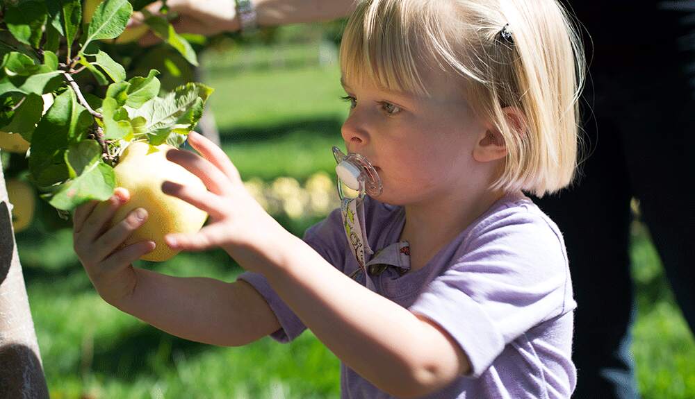 A young child carefully picking an apple from a low-hanging branch