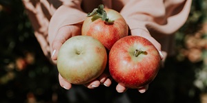 Pair of hands holding three red and green apples