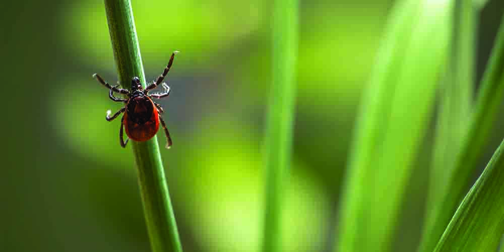A small tick is shown on a plant