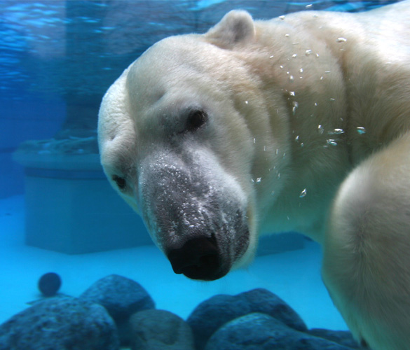 A white polar bear swimming under water behind glass. In its enclosure, there are rocks at the bottom of the water and a ledge in the background.