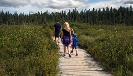 On a beautiful sunny day in Algonquin park, a man walks down a wooden boardwalk among tall green grasses with a woman and child holding hands walking behind him 
