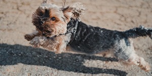 A close up of a small dog with light brown and grey fur on the face and black fur on the majority of the body is on a thin black and white leash. He is walking outside.
