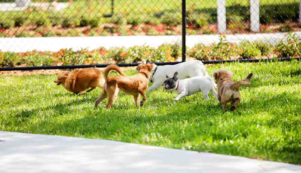 A group of small dogs play on the grass of a park