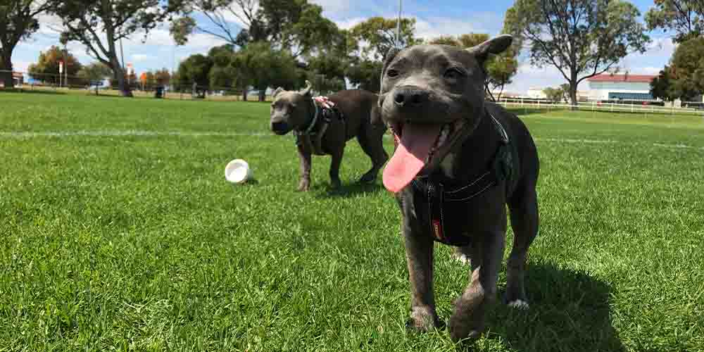 Two black dogs play with a white ball on the grass