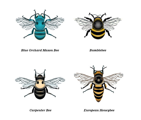An illustration of four different types of bees.